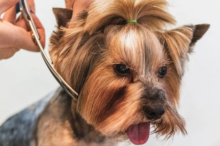 Fellpflege beim Hund | Mehr als nur Glanz — confidu